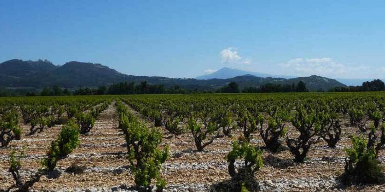 Mont Ventoux and Les Dentelles de-Montmirail. Photo Credit: Rhône Wines