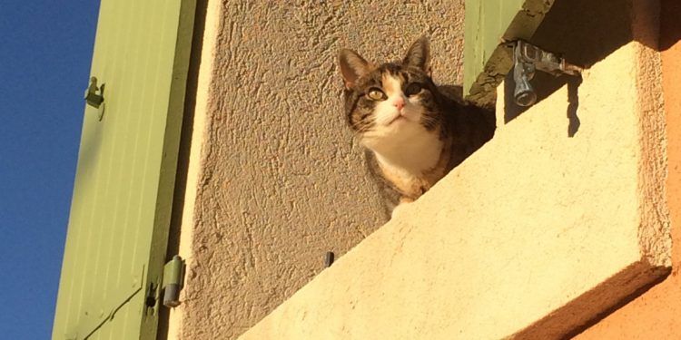 Cat in Provence @VaucluseDreamer
