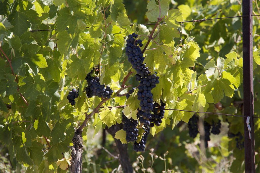 Grape Vines in Provence @PerfProvence