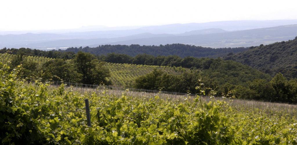 Grape Vines in Provence @PerfProvence