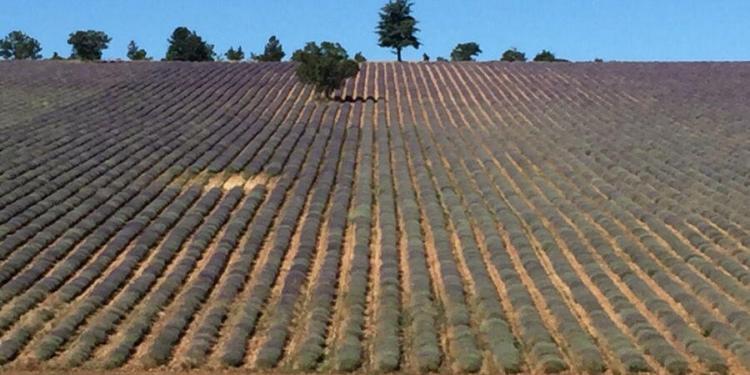 Lavender in Provence #Cycling @ProvenceTayls