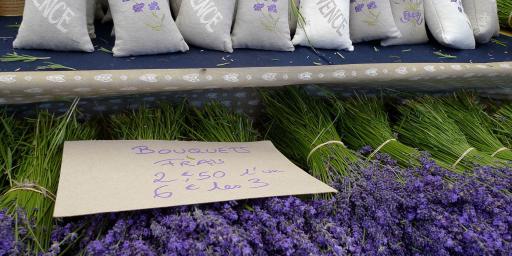 Lavender Explore Provence
