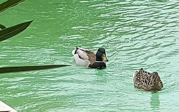 Mallards @LouMessugo