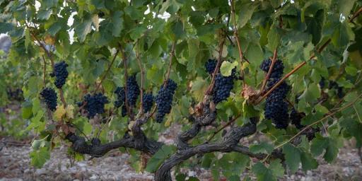 Grape harvest in Provence #WinesofProvence @JillBarth
