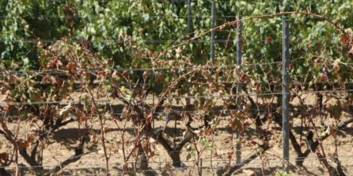 Water stress on the vines #WinesofProvence @MirabeauWine