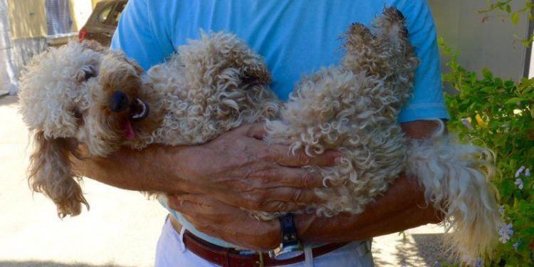 Yoko Dogs on the #FrenchRiviera @FrenchLessonsBlog