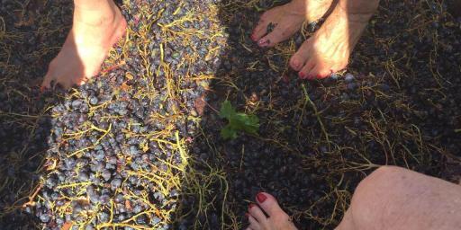 Grape Stomp @LesPastras @Susan_PWZ