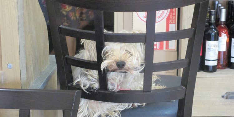 Provence Dog @CobblestonesandVineyards