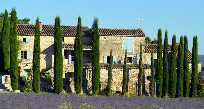 Cypress trees in #Provence @margo_lestz
