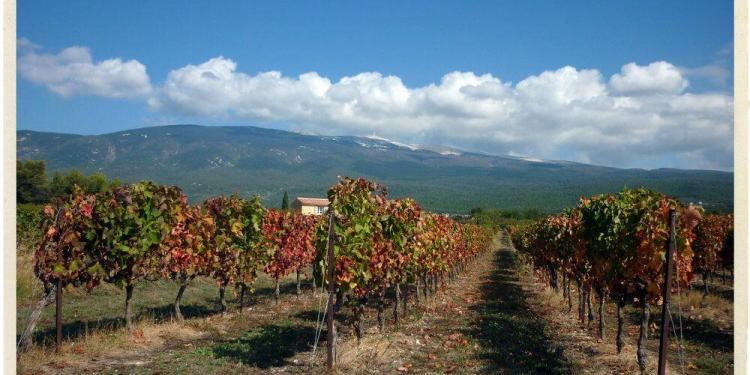 Rhone Valley Vineyards near Vacqueyras @TableenProvence
