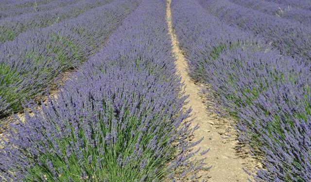 Lavender Fields #ExploreProvence @OurhouseinProvence