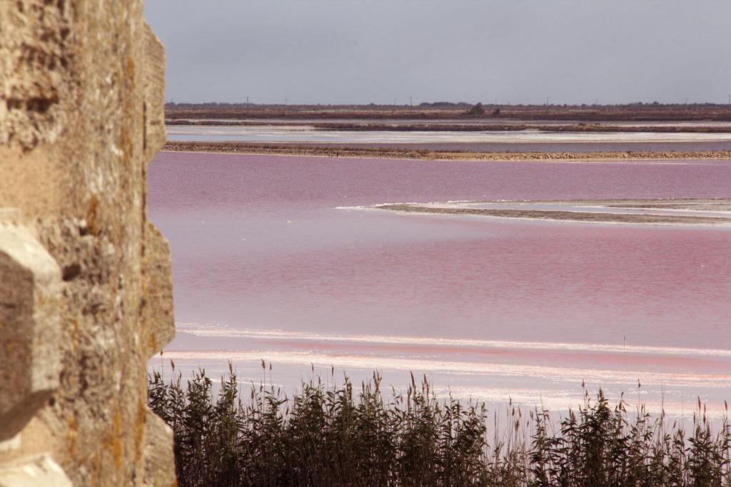 Aigues Mortes Bouches du Rhone Camargue 