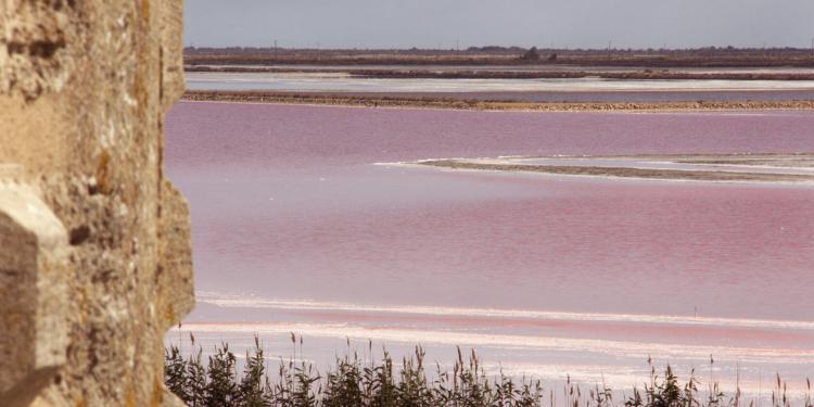 Aigues Mortes Bouches du Rhone Camargue