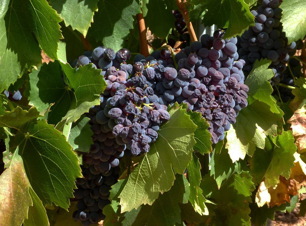 Provence Wine Grapes @perfprovence #TastesofProvence