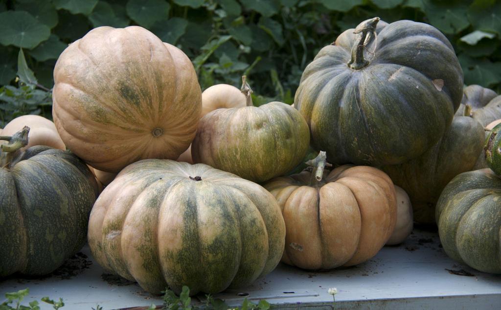 Pumpkins #TastesofProvence @PerfProvence