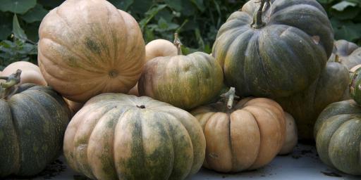 Pumpkins Tastes of Provence