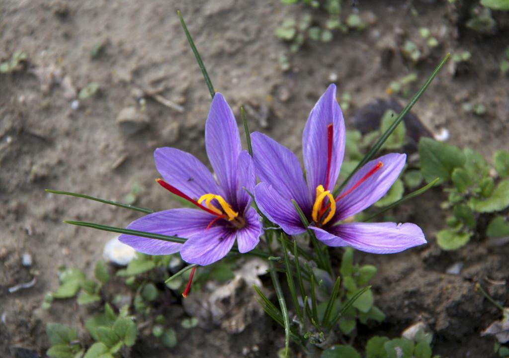 Saffron Harvest Provence #TastesofProvence @PerfProvence