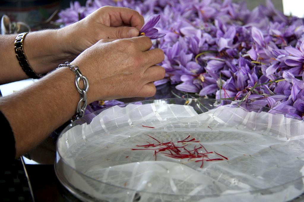 Saffron Harvest Provence #TastesofProvence @PerfProvence