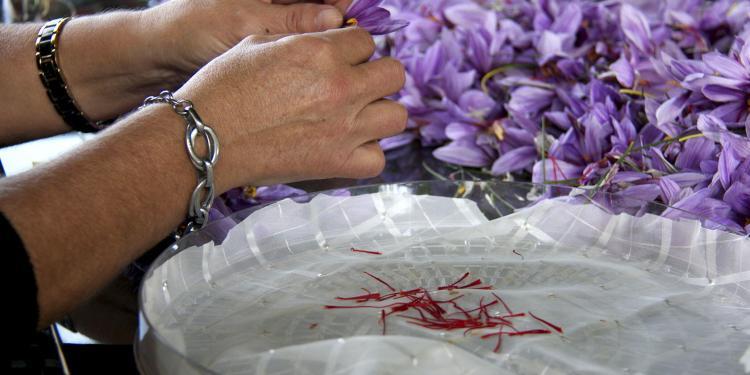 Saffron Harvest Provence Tastes Provence @PerfProvence