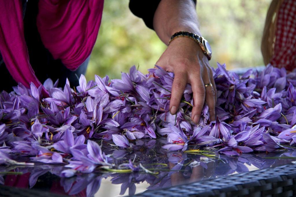 Saffron Harvest Provence #TastesofProvence @PerfProvence