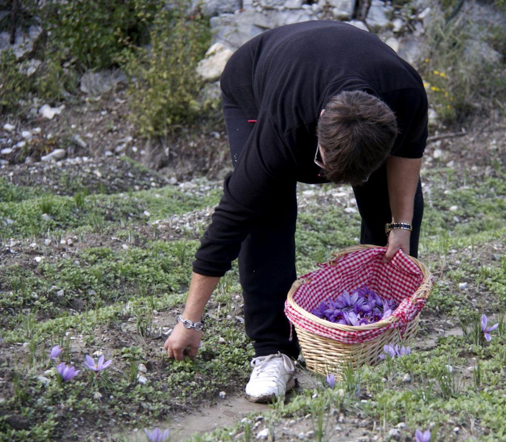 Saffron Harvest Provence #TastesofProvence @PerfProvence
