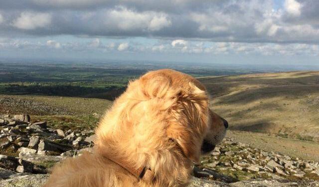 pets in Provence @Vauclusedreamer