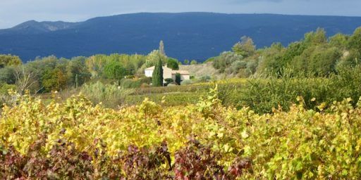 Luberon vineyards near Menerbes Provence