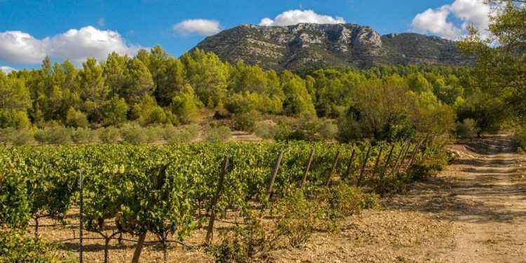 Domaine Saint Andrieu @Susan_PWZ #WinesofProvence