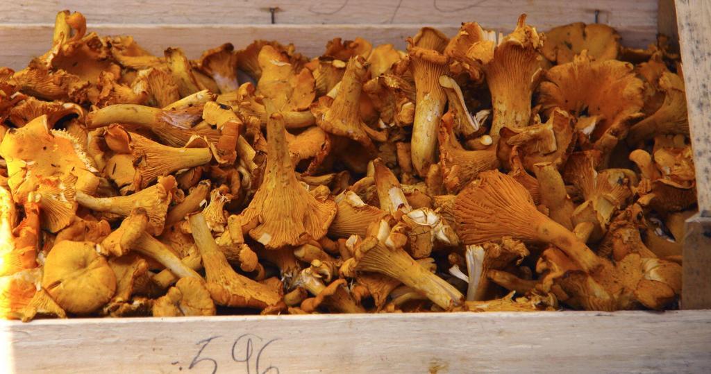 Wild mushrooms #TastesofProvence @PerfProvence