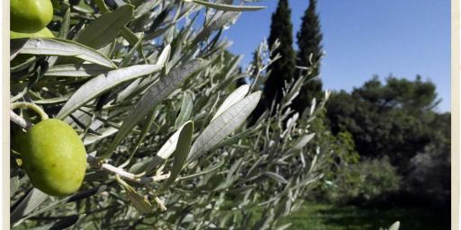Olives in Provence #TastesofProvence @TableenProvence