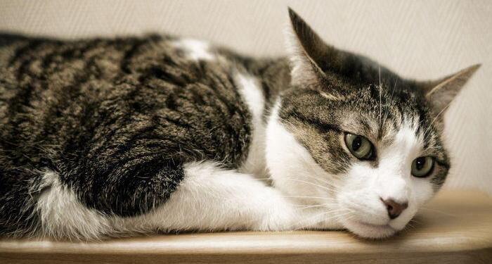 Cat Cafe in Nice @Margo_Lestz