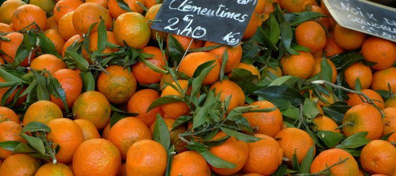 Christmas Citrus in Provence