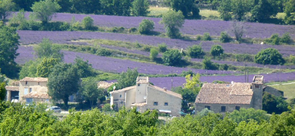 lavender fields provence @deb_lawrenson