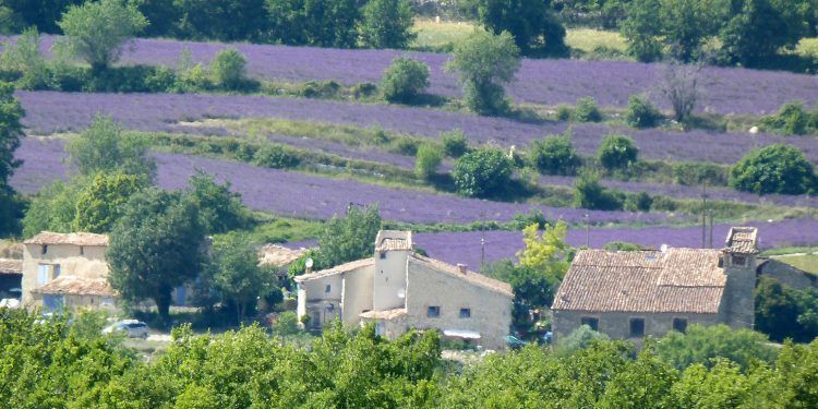 lavender fields provence @deb_lawrenson