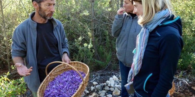 Provence Saffron in Cotignac