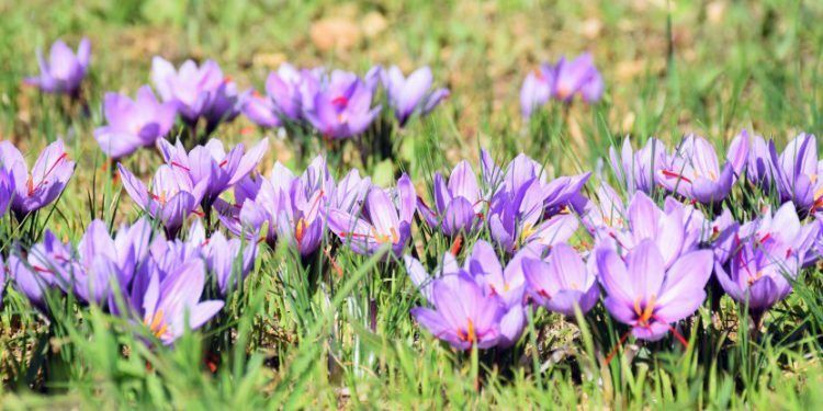 Saffron crocus blooms in Provence @girlgonegallic