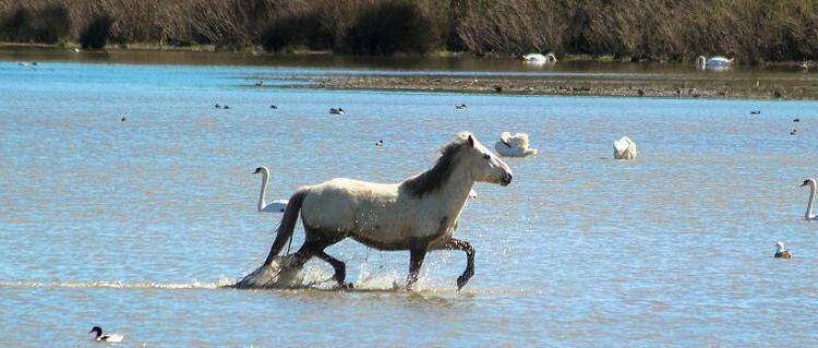camargue-horse-in-sea @Margo_Lestz