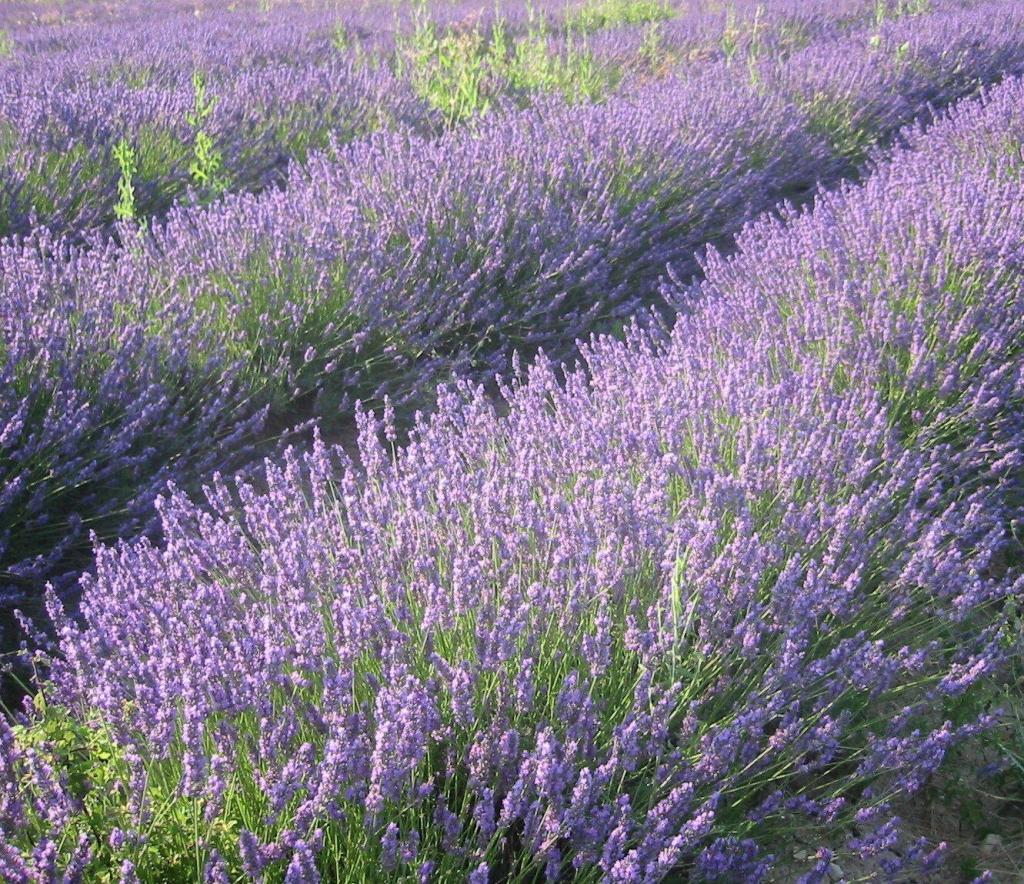 lavender-fields-in-provence @deb_lawrenson