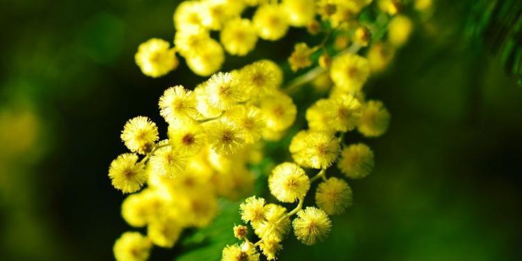 Mimosa in February @CuriousProvence