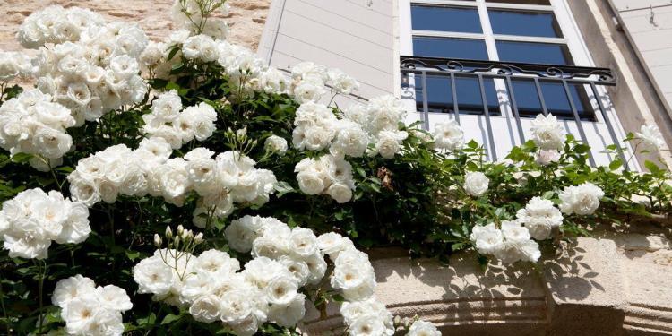 Flowers in St Remy by @frenchessence