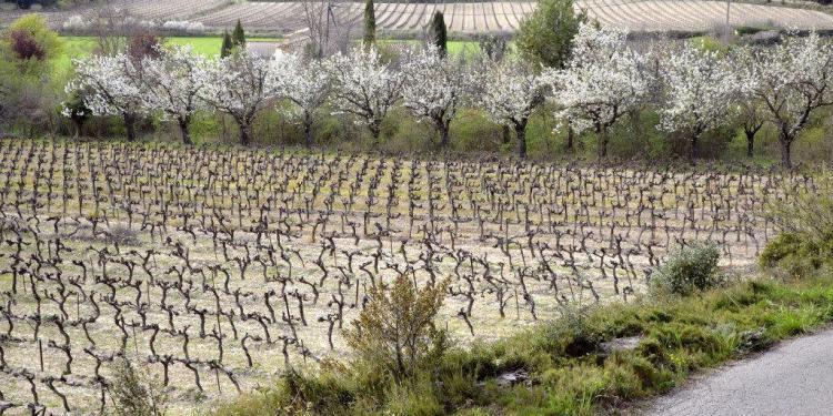 Vineyards near les Baux in Provence @CuriousProvence