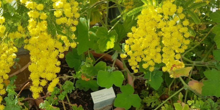 Mimosas in flower signs of spring in Provence @GirlGoneGallic