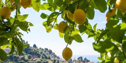 Menton fete du citron lemons on the Riviera @AccessRiviera