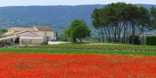 Provence Poppy Field View @keith_vansickle