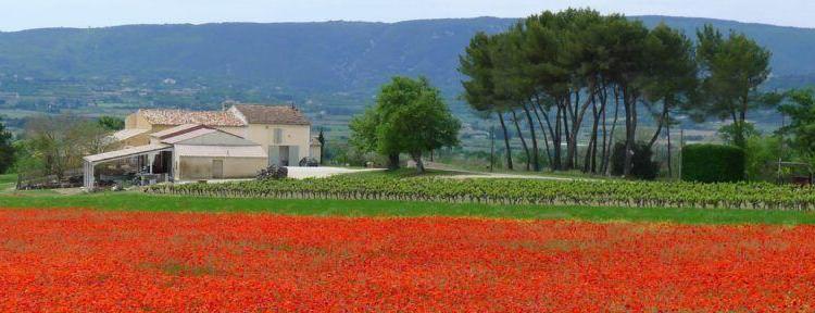 Provence Poppy Field View @keith_vansickle