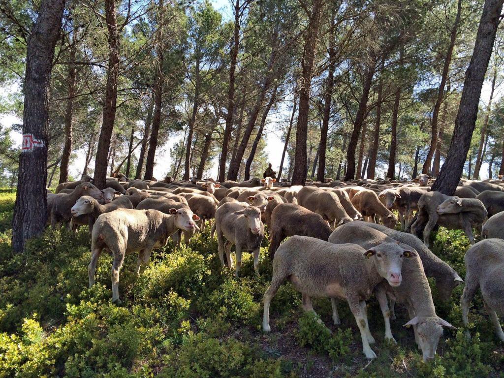 Shepherds and sheep in Provence @keith_vansickle