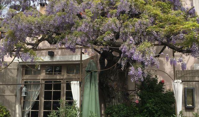 Our Year in Provence