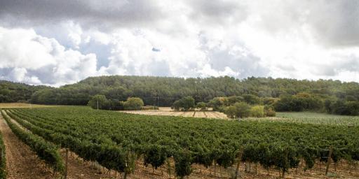 Domaine de Fontenille Vineyards