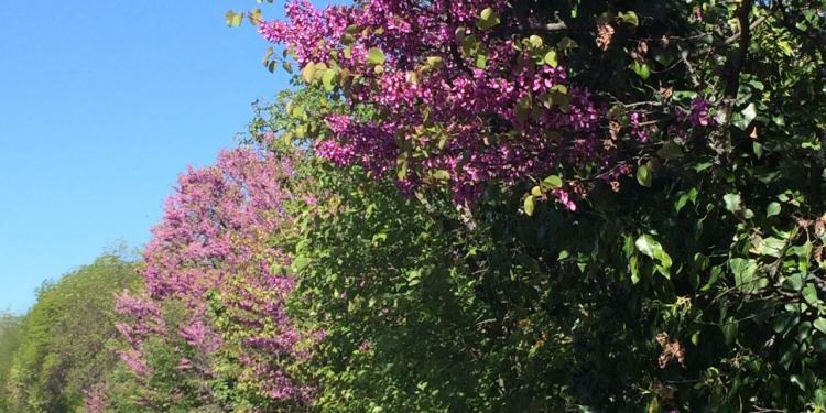 Provence Spring flowers along roadways