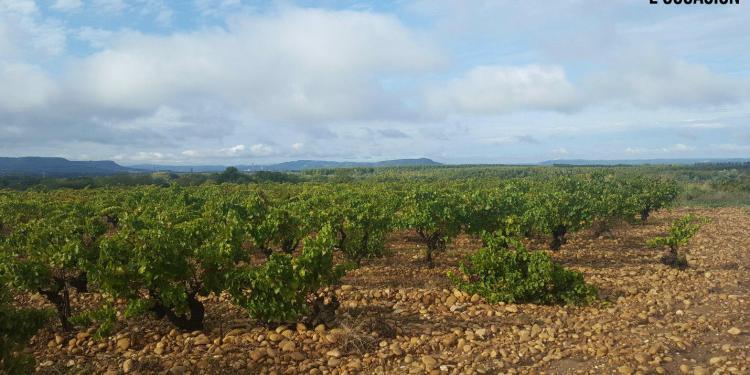 Vineyard View Lirac Loccasion
